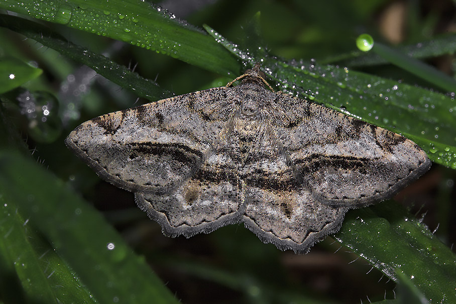 Geometridae - Chiasmia aestimaria